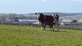 Vache et veau à Perly en mars 2014